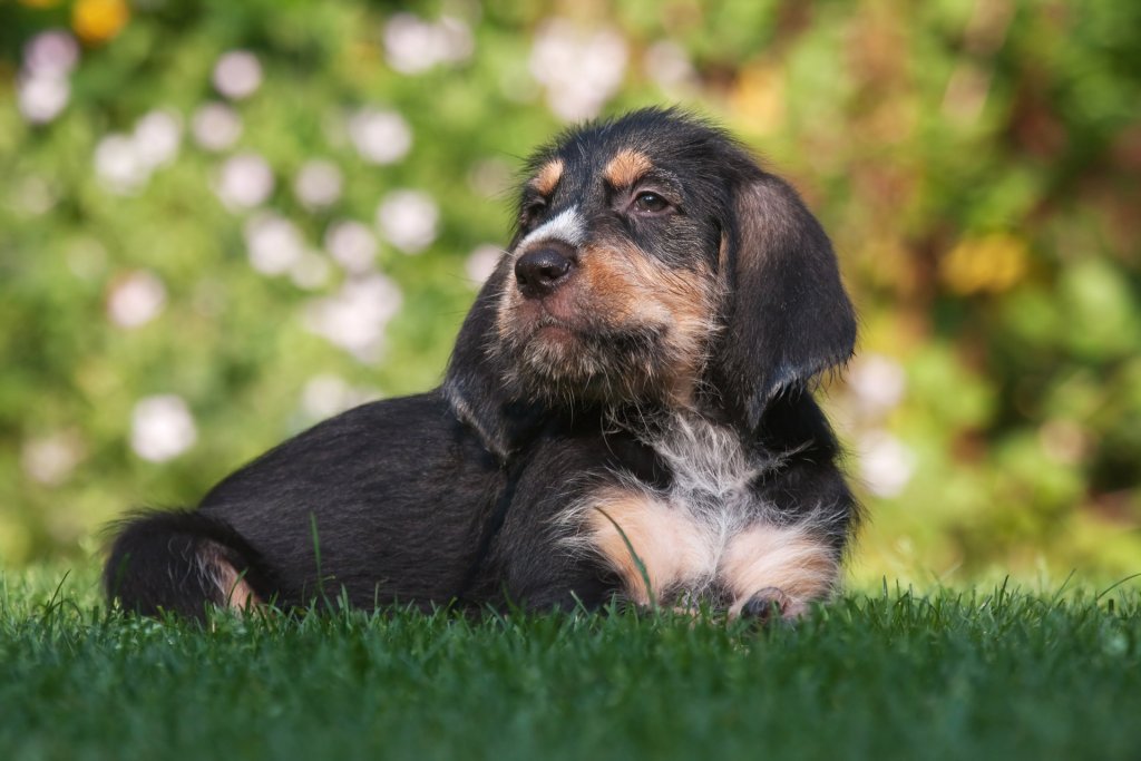 Otterhound dog