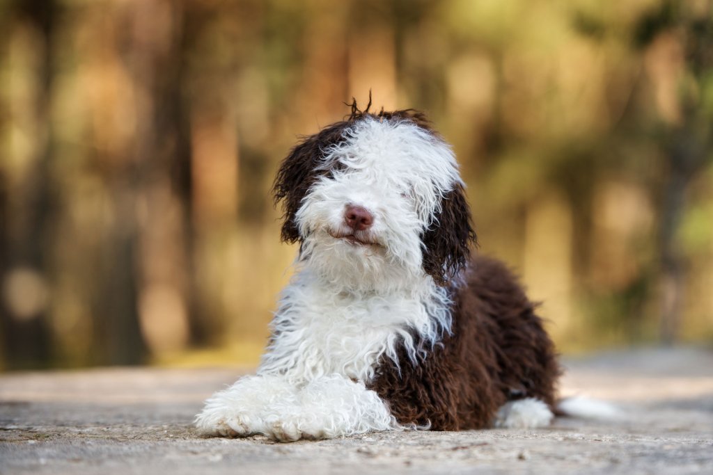 Perro de agua español