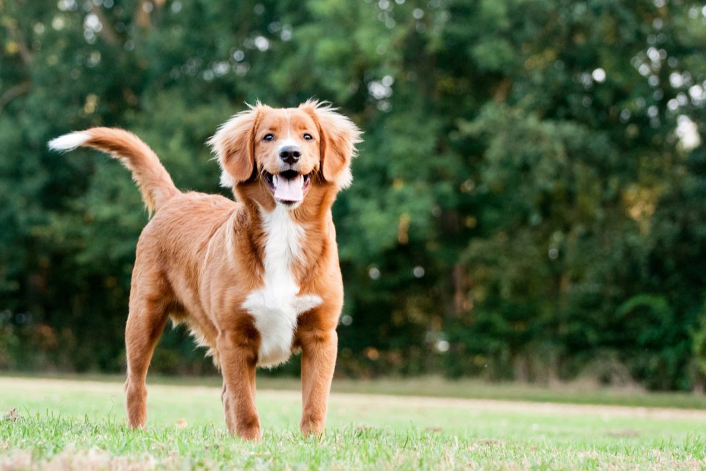 Nova Scotia duck tolling retriever buiten