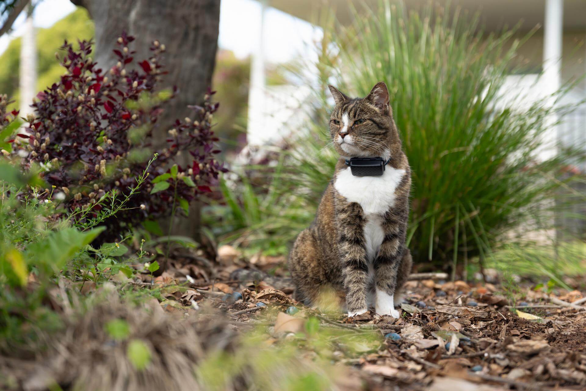 Gato sentado afuera usando un rastreador Tractive negro para gatos