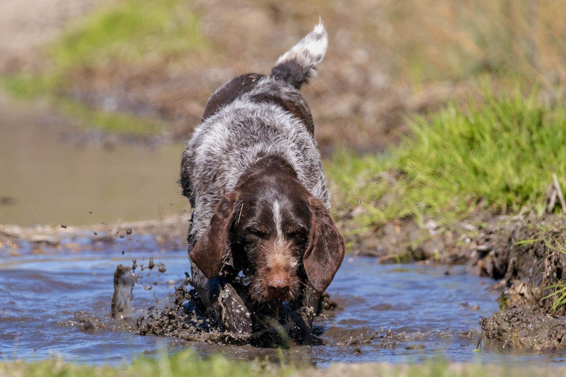 Here’S How to Make Your Dog Smell Good  