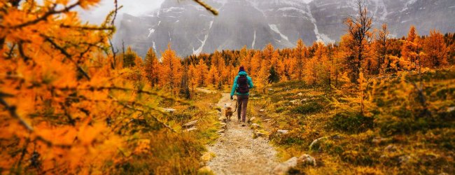 A man hiking with a dog on leash in an autumn forest