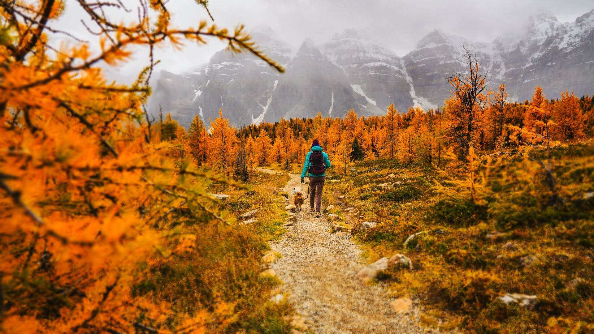 A man hiking with a dog on leash in an autumn forest