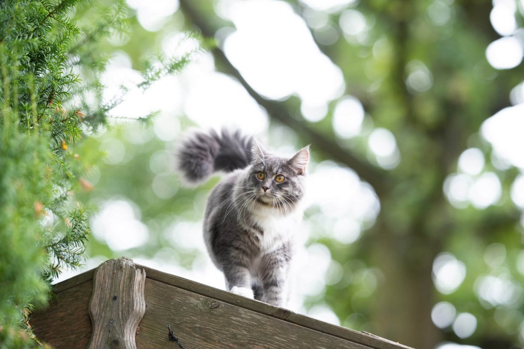 Gato gris al aire libre