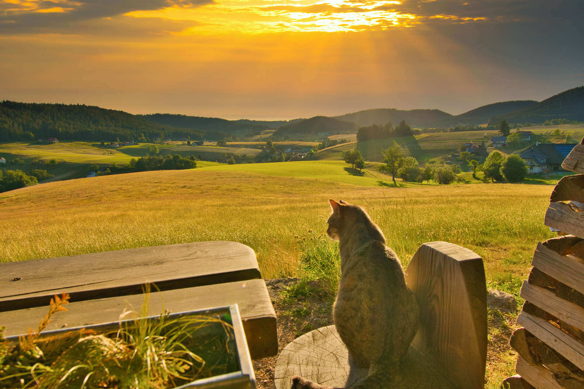 A cat looking over a hiking trail