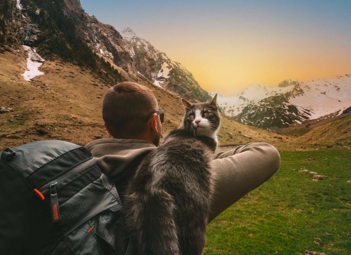 A man hiking with a cat in the mountains