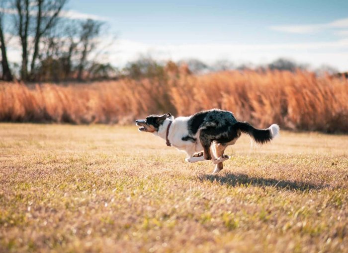 un cane corre in un campo