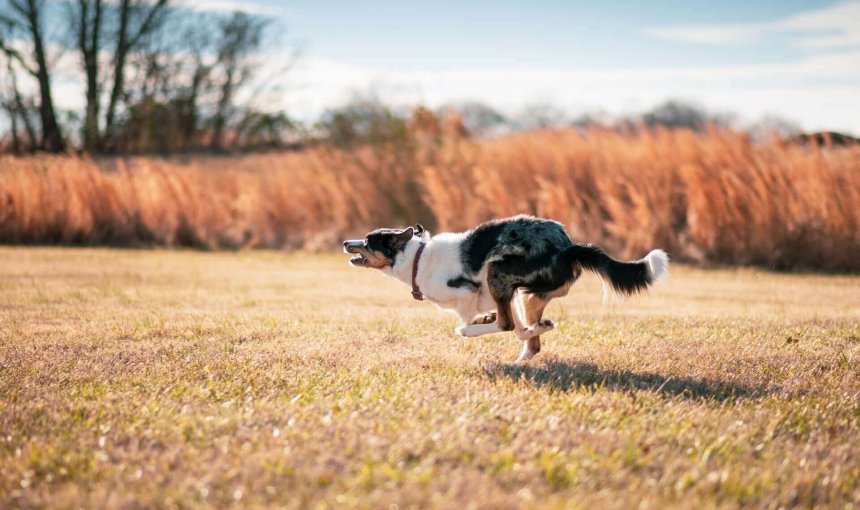 un cane corre in un campo