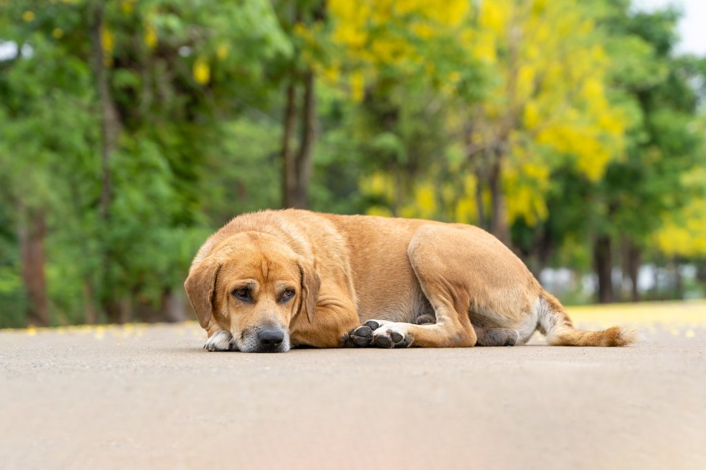 photo d'un chien malade de couleur sable couché sur le bitume