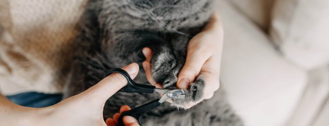 chat gris assis se faisant couper les griffes