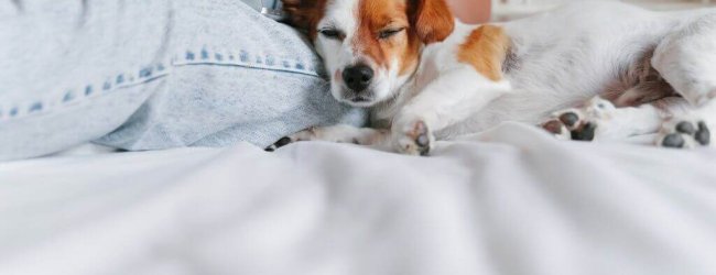 persona en la cama acariciando la cabeza de un perro marrón y blanco