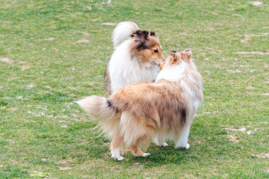 två bruna och vita hundar som nosar på varandra på gräs