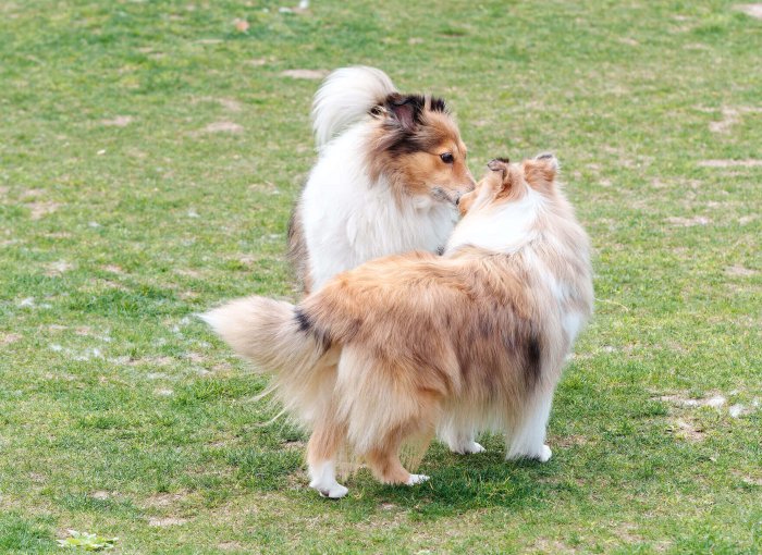 kaksi ruskea-valkoista koiraa haistelee toisiaan nurmikolla
