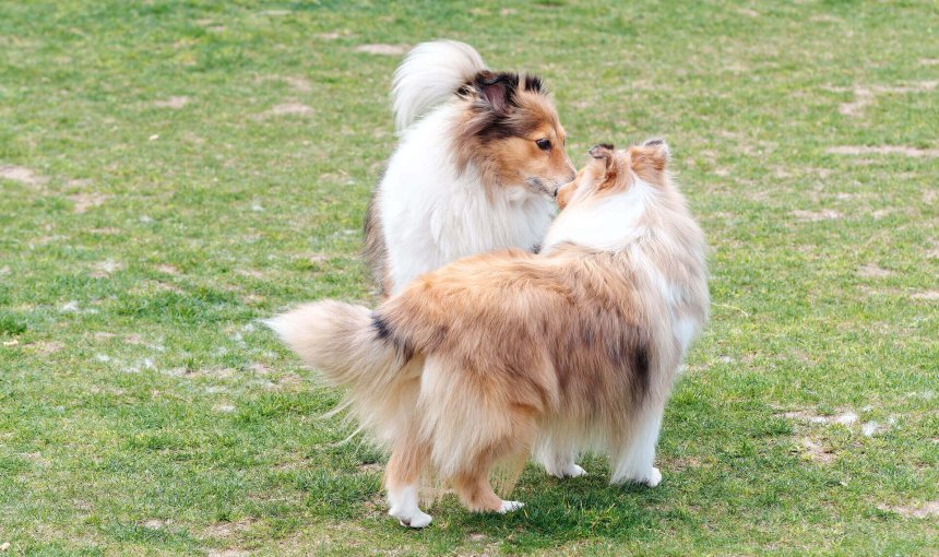 two brown and white dogs sniffing each other in the grass