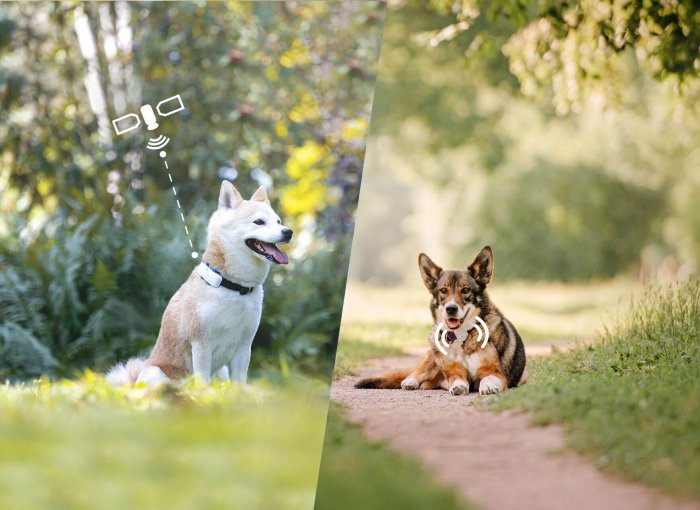 Deux chiens, chacun équipé d'un traceur GPS et d'un traceur à radiofréquence, assis dans la prairie