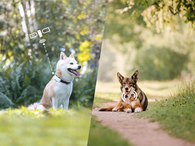 Zwei Hunde mit jeweils GPS- und Radiofrequenz-Tracker sitzen in der Wiese