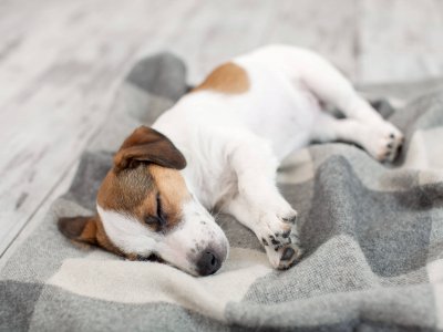 en liten hvit og brun hund som sover på et teppe