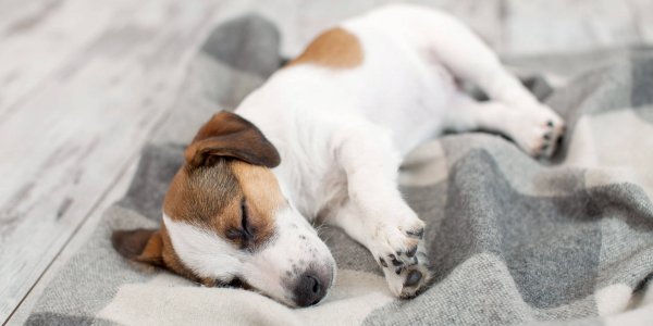 9 Dog Sleeping Positions and Behaviors: What They Mean - Tractive