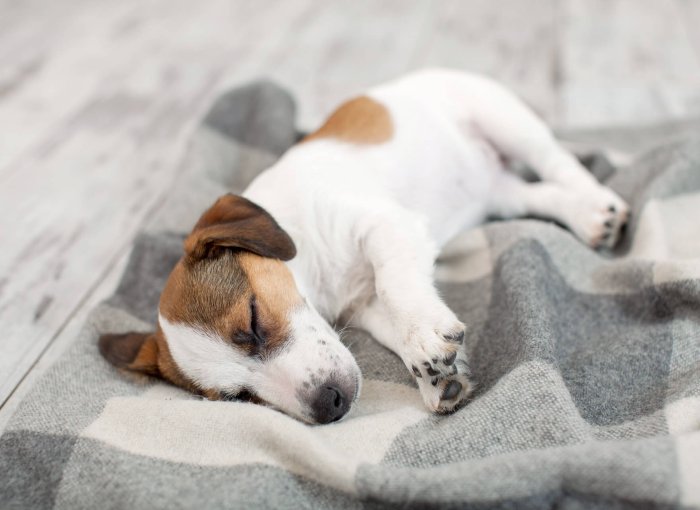 kleine wit met bruine hond slaapt op een deken