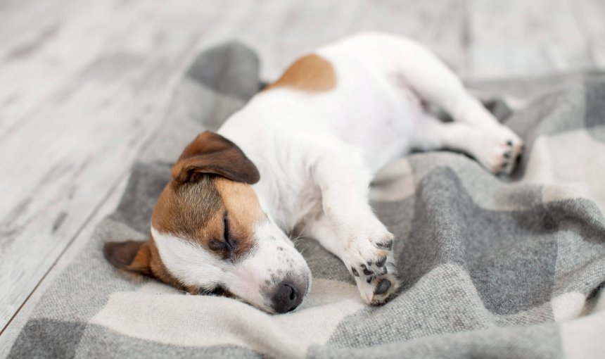 Liten vit och brun hund som sover på filt