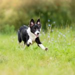 white and black dog running through a grassy field outside