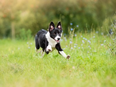 hvit og svart hund som løper gjennom en gresskledd mark