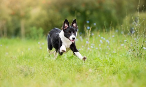 If Your Dog Keeps Running Away, Try These Tips - Tractive