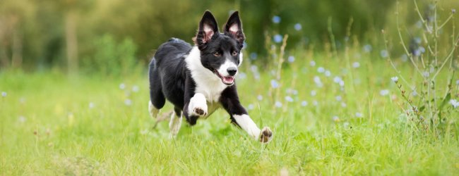 white and black dog running through a grassy field outside