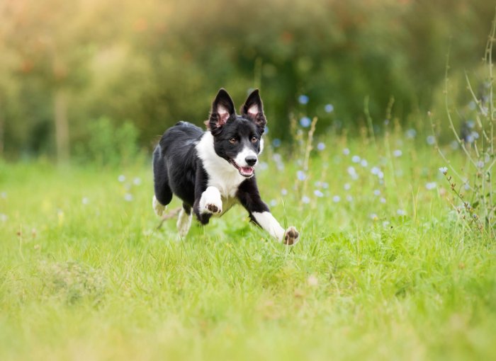 hvid og sort hund løber gennem græsset udenfor