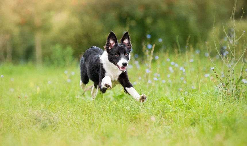 hvit og svart hund som løper gjennom en gresskledd mark