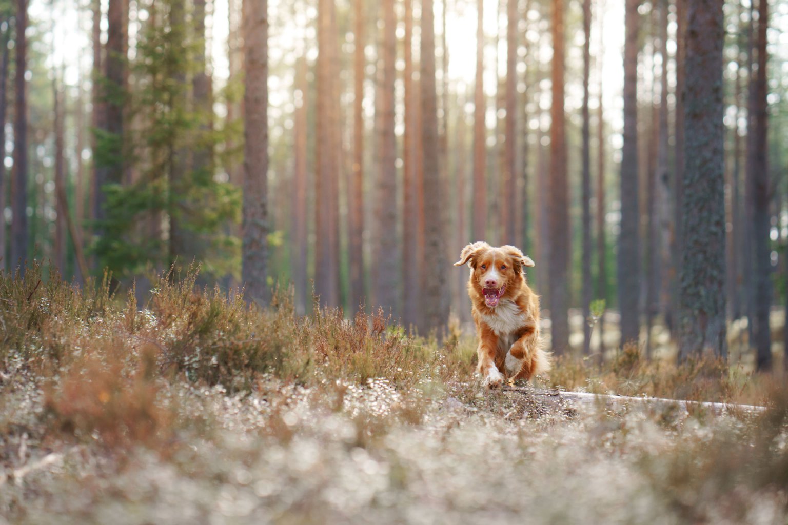 Rötlich-braun-weißer Hund läuft hechelnd durch den Wald