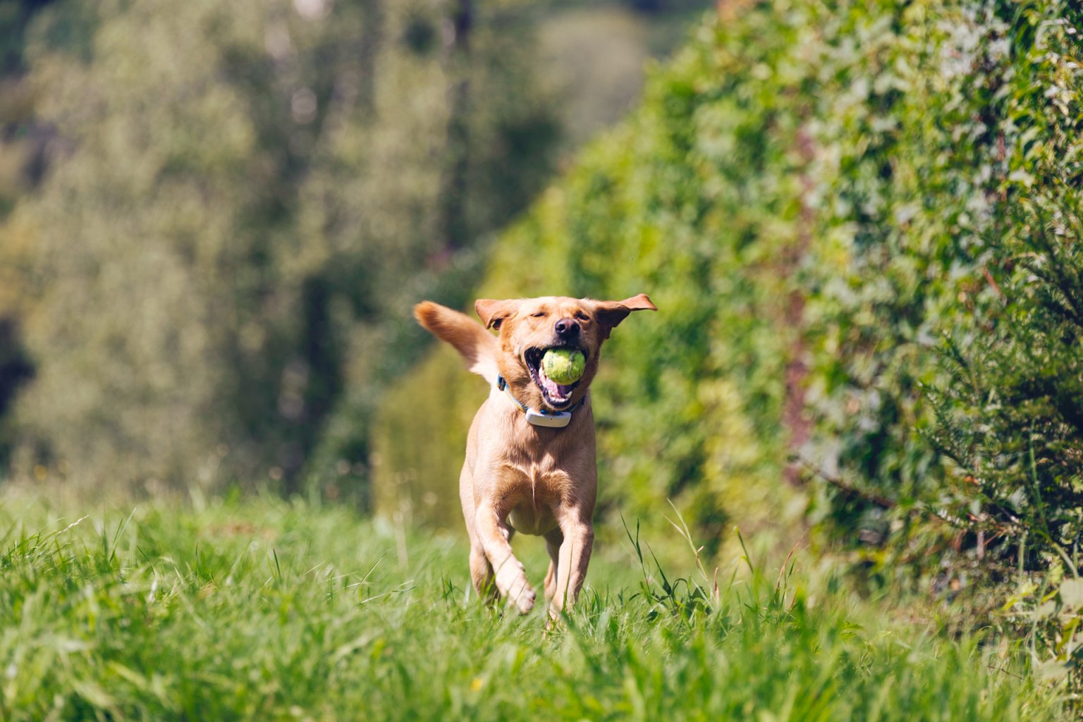 Rötlich-brauner Hund mit Tractive GPS Tracker am Halsband und Tennisball im Mund läuft durch Wiese