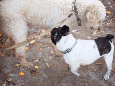 Zwei Hunde an der Leine beschnuppern sich gegenseitig