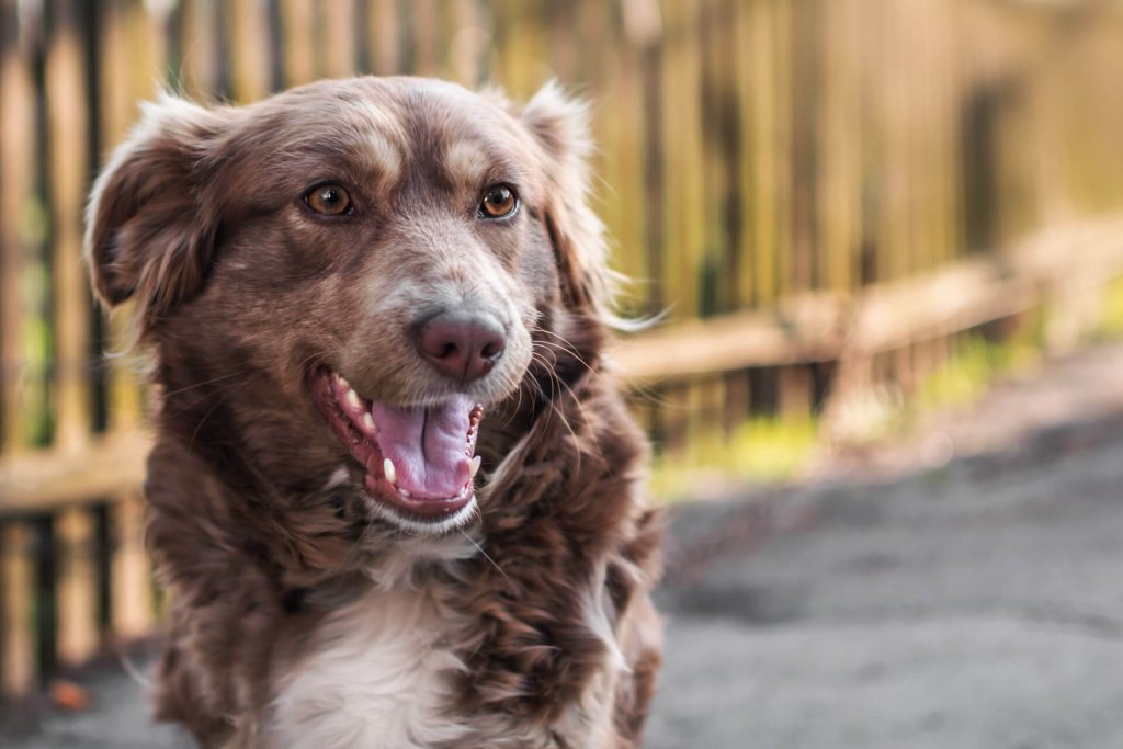 brown dog close up with wooden fence in the background