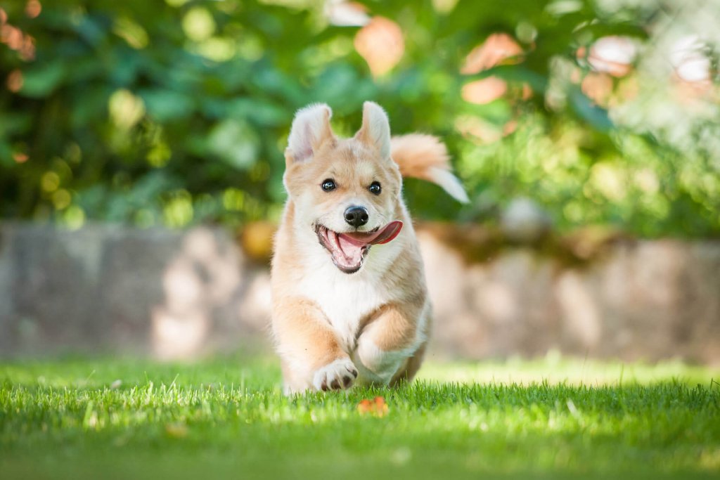 Kleiner Hund läuft durch das Gras im Garten