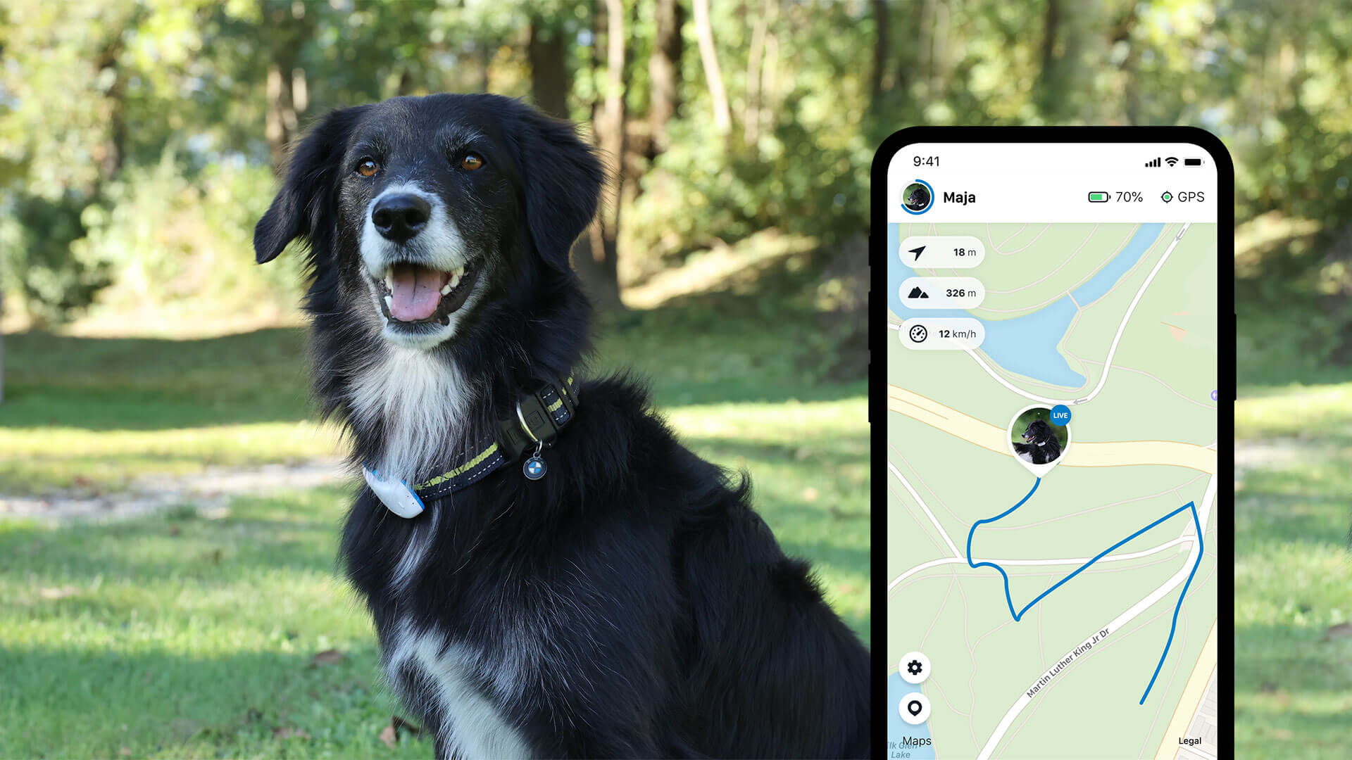 en svart hund iført gps hundehalsbånd sitter på gresset og i forgrunnen; Tractive GPS-appen i som viser Live-modusen