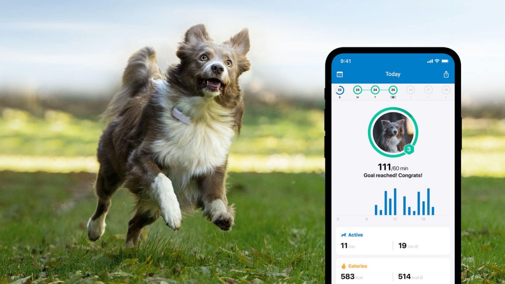 w tle pies biegnący po trawie; na pierwszym planie aplikacja tractive gps z funkcją monitorowania aktywności dla psów