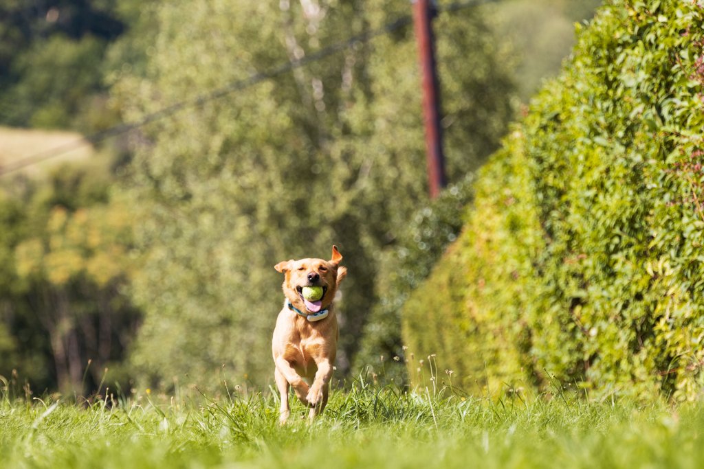 Hund mit Ball im Mund und Tractive GPS Tracker am Halsband läuft durch Wiese