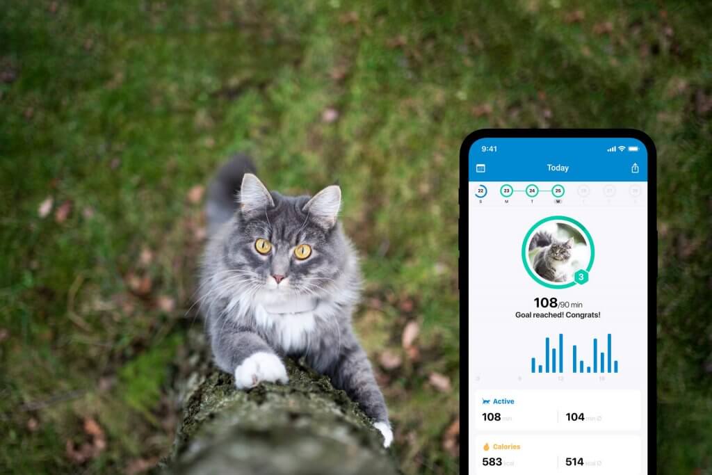 gato gris en el exterior escalando un árbol, captura de pantalla de la app tractive gps con seguimiento de actividad para gatos.