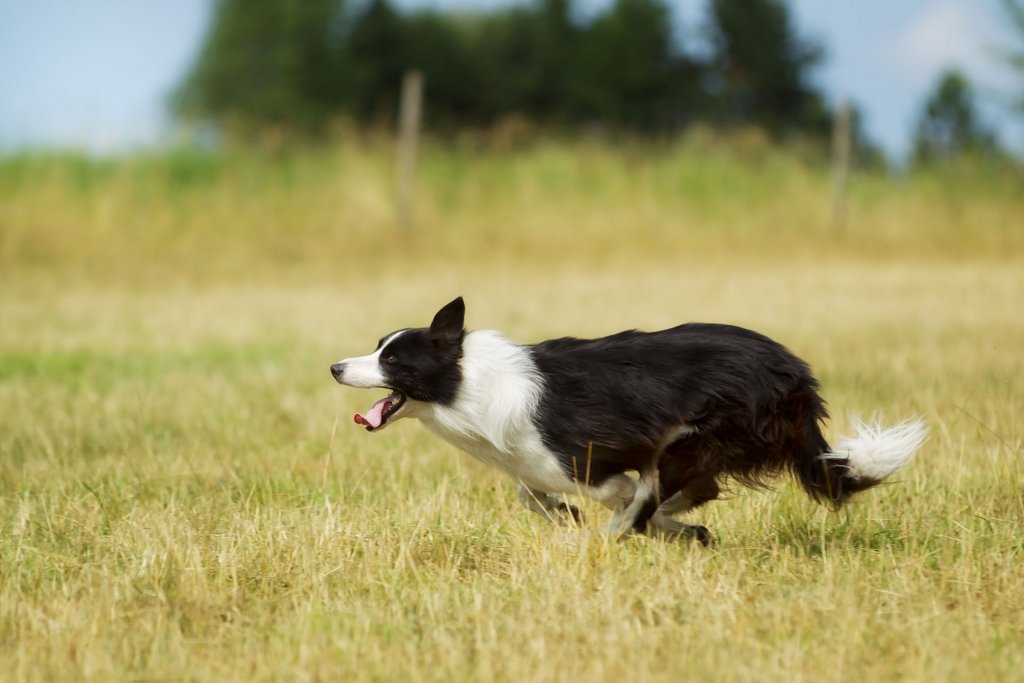  svart og hvit utendørs hund løper vekk gjennom et gressfelt