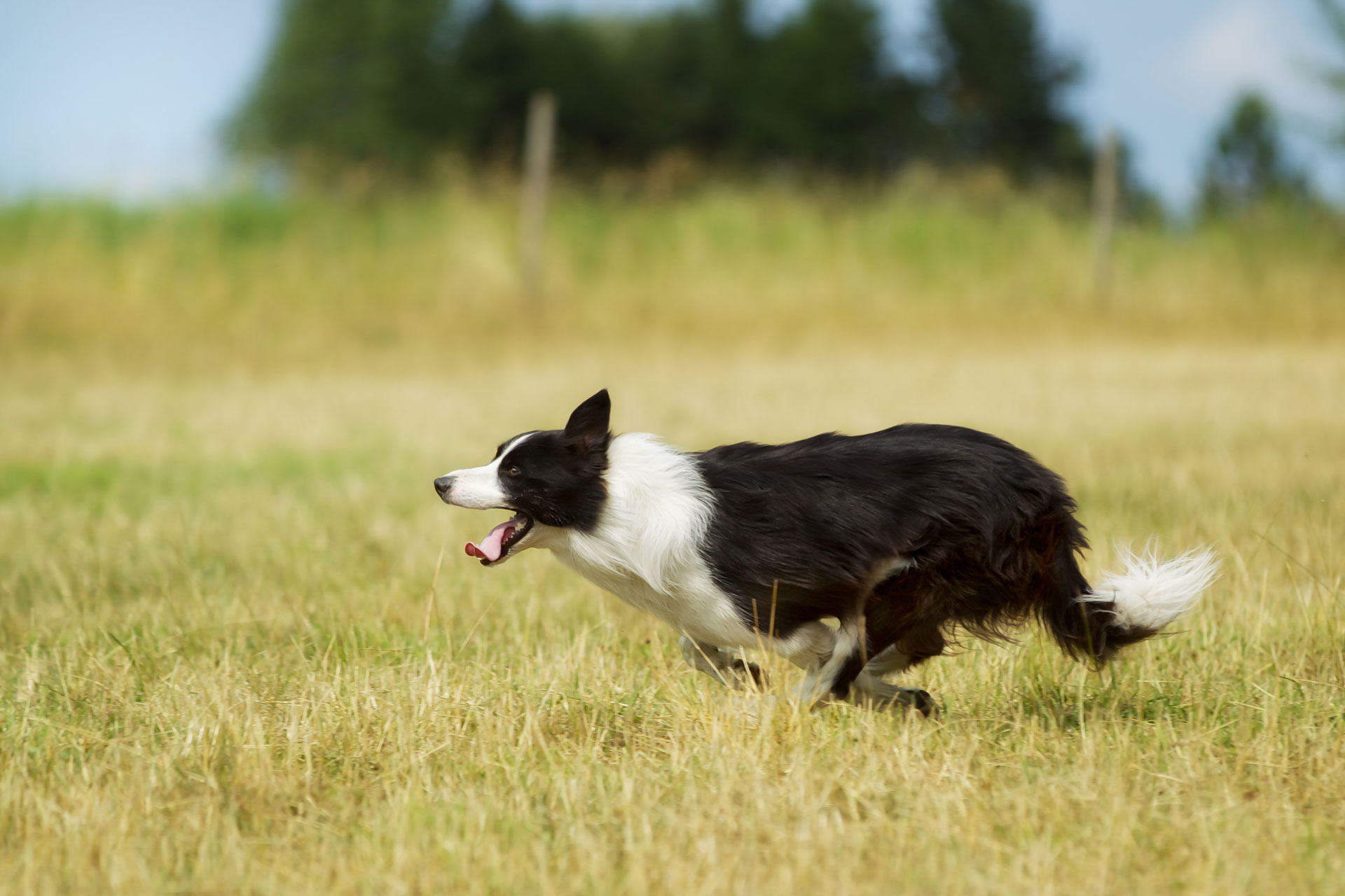 black and white outdoor dog running away through a field of grass