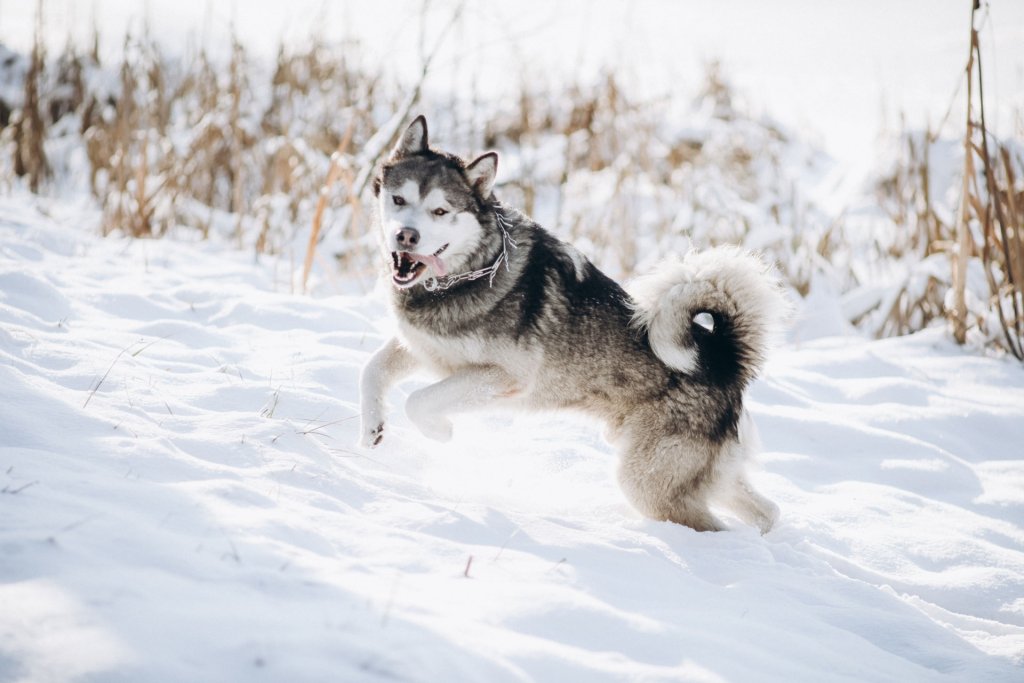 huskykoira hyppii ulkona lumessa