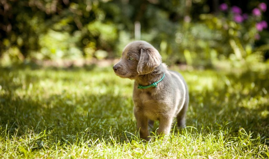 grey puppy standing on grass