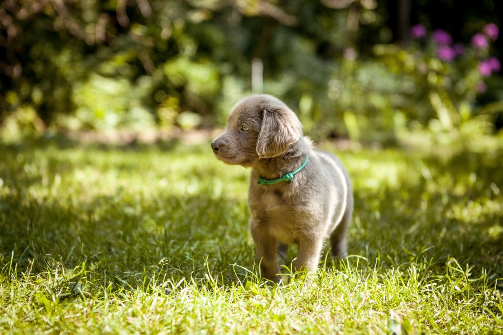 grey puppy standing outside