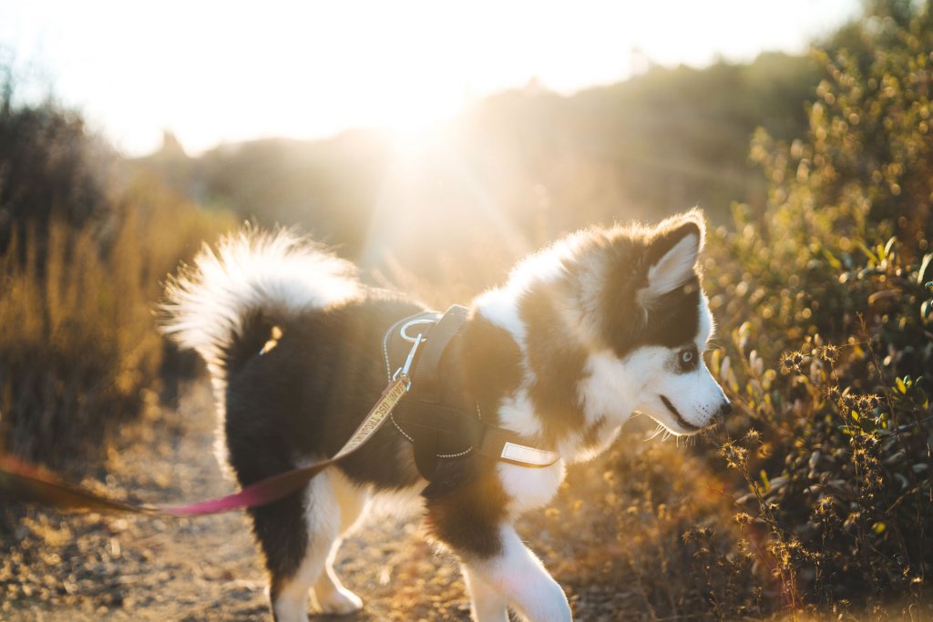 small husky puppy on a leash outside with sun in the background