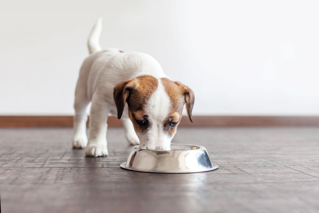 small white and brown puppy dog eating from a stainless steel dog food bowl inside