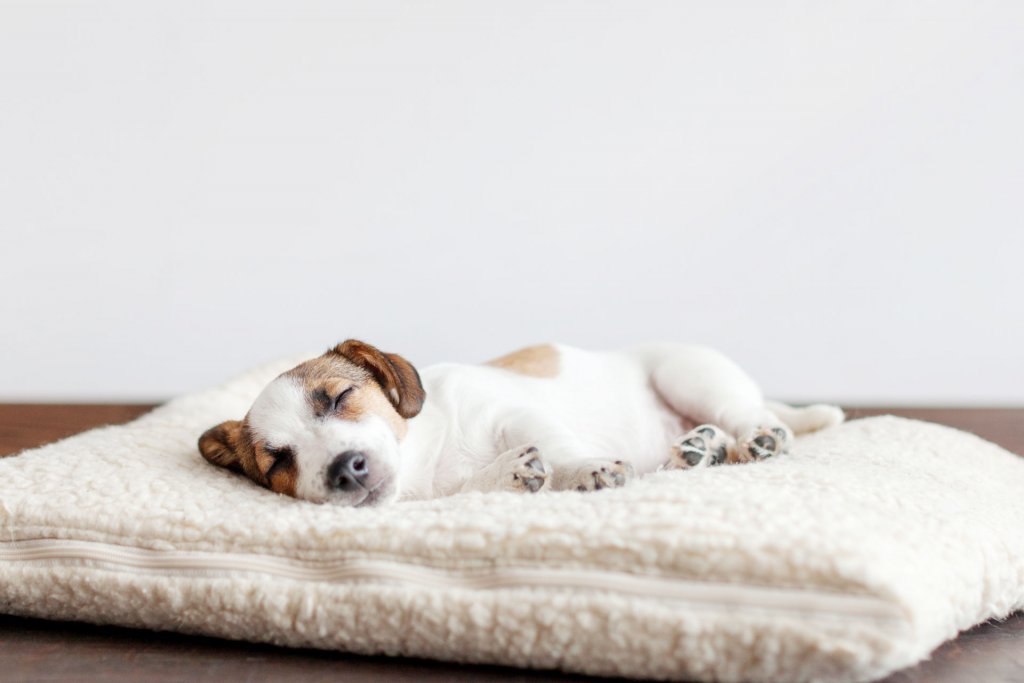 small white and brown dog sleeping on a white fuzzy dog bed indoors