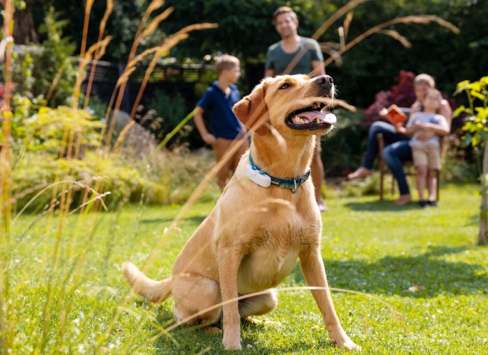 Labrador med hundpejl på halsbandet, i trädgård