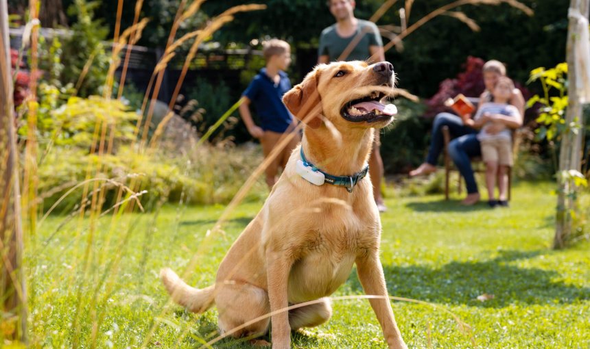 Labrador med hundpejl på halsbandet, i trädgård