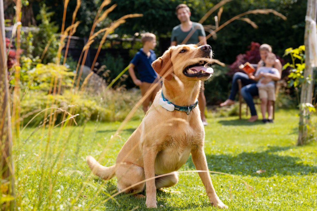 A dog wearing a GPS tracker in a garden